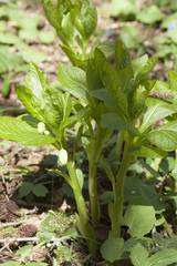 Scopolia caucasica