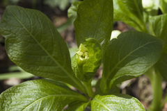 Scopolia caucasica