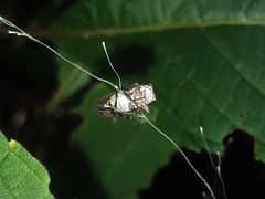 Aetalion reticulatum