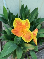 Canna × generalis
