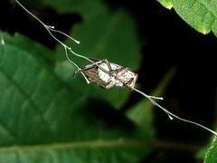 Aetalion reticulatum