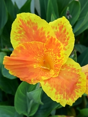 Canna × generalis
