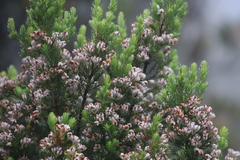 Erica triflora