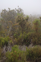 Erica triflora