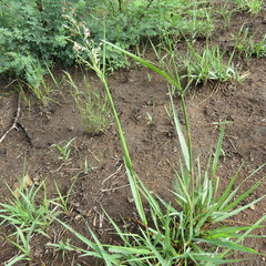 Eragrostis racemosa