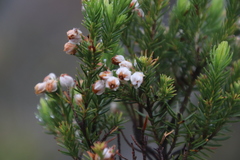 Erica triflora
