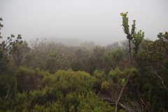 Erica triflora