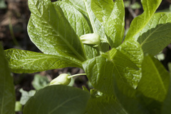 Scopolia caucasica