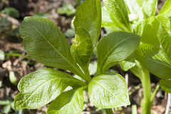 Scopolia caucasica