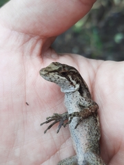 Anolis tropidolepis