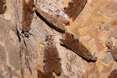 Archichauliodes guttiferus