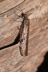 Archichauliodes guttiferus