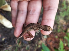Anolis tropidolepis