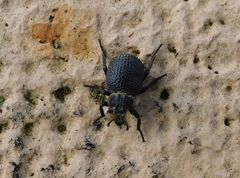Brachycerus rotundicollis