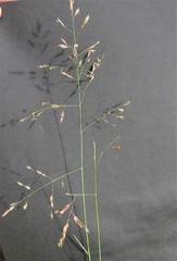 Eragrostis racemosa