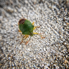 Acanthosoma crassicaudum