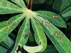 Zelus laticornis