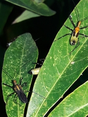 Zelus laticornis