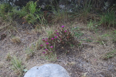 Erepsia forficata