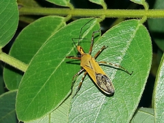 Zelus laticornis