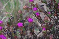 Erepsia forficata