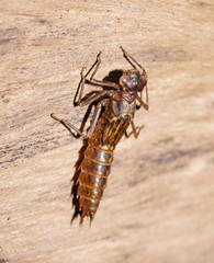 Spinaeschna tripunctata