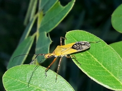 Zelus laticornis