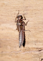 Austroaeschna pulchra