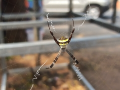 Argiope
