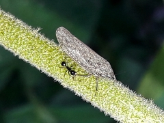 Curtara