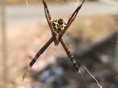 Argiope