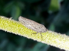 Curtara
