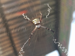 Argiope