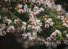 Erica triflora
