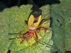 Dysdercus ruficollis