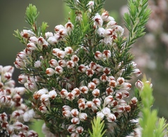 Erica triflora