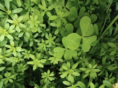 Oxalis corniculata