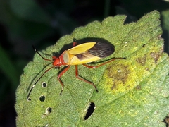 Dysdercus ruficollis