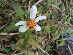 Bidens alba