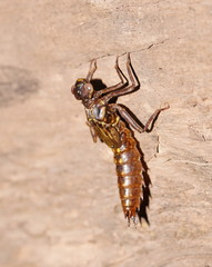 Spinaeschna tripunctata
