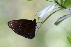 Euploea phaenareta