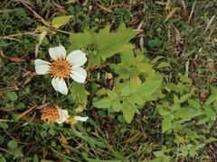 Bidens alba