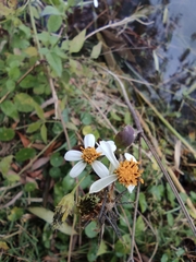 Bidens alba