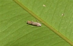 Thiotricha atractodes