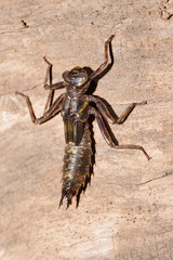Notoaeschna sagittata