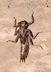 Notoaeschna sagittata