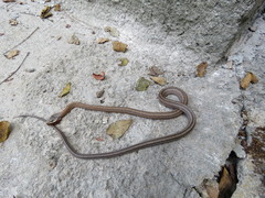 Pantherophis bairdi