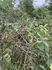 Searsia transvaalensis