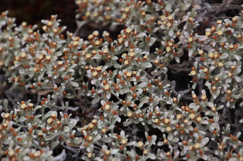 Image of Helichrysum tinctum by (c) Tony Rebelo, some rights reserved (CC BY-SA)