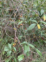 Searsia transvaalensis